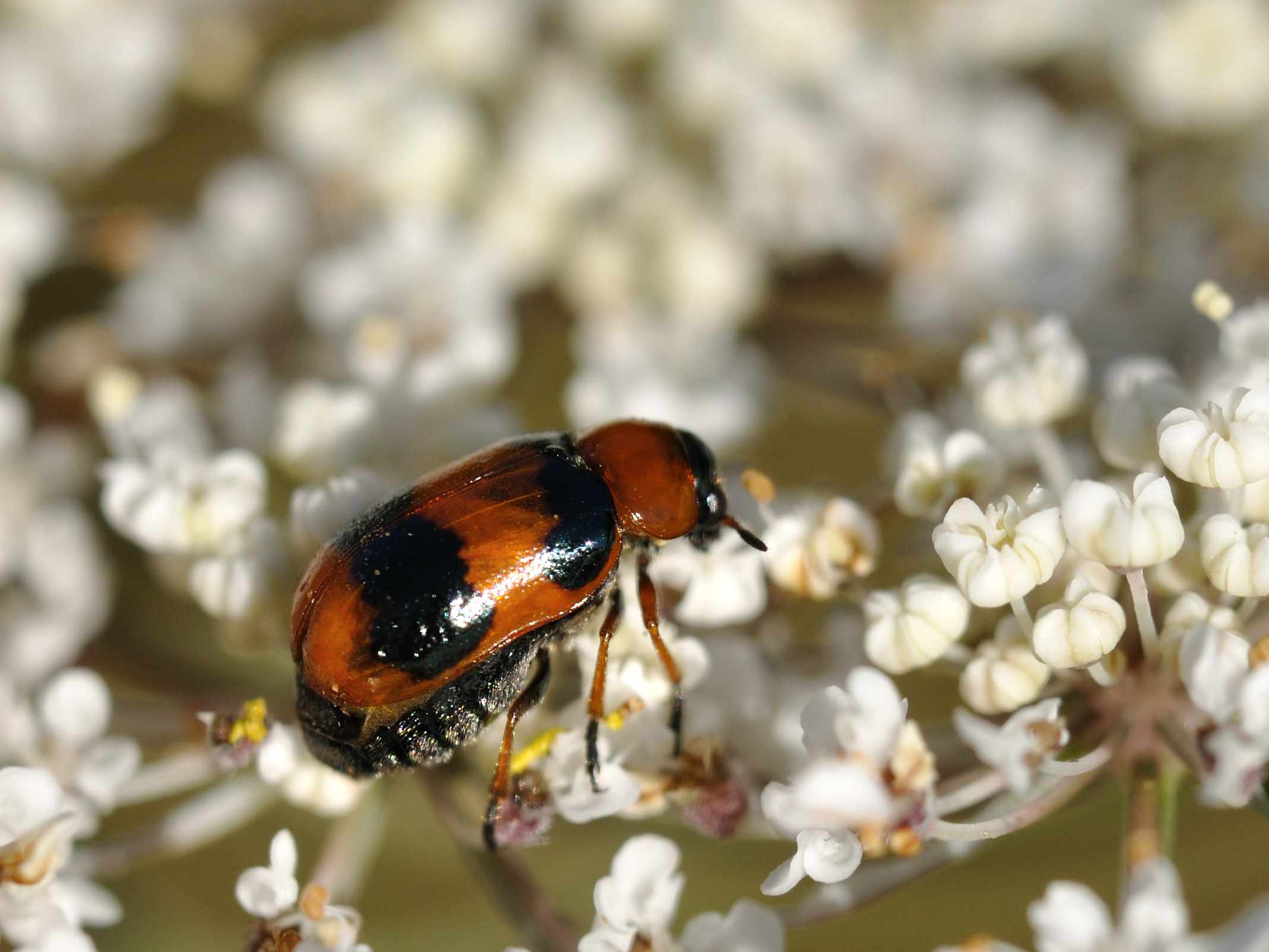 Conferma per Coptocephala scopolina. No, unifasciata!